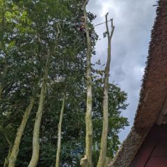 Het verwijderen van hoge eik nabij woning - Hoveniersbedrijf C.K. van Mourik de hovenier voor West Betuwe, Tiel, Culemborg, Geldermalsen, Buren