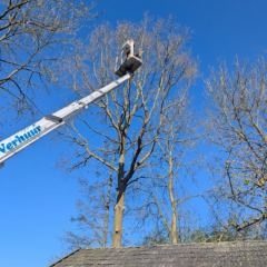 Verwijderen van een grote eik boven garage - Hoveniersbedrijf C.K. van Mourik de hovenier voor West Betuwe, Tiel, Culemborg, Geldermalsen, Buren