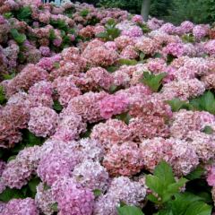 Hortensia volop in bloei, Hydrangea macrophylla Bouquet Rose - Hoveniersbedrijf C.K. van Mourik