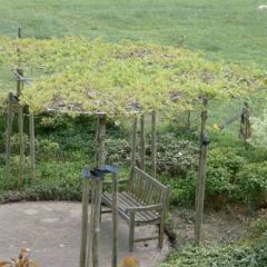 Gesnoeide dakplatanen, Platanus acerifolia Alphen\'s Globe - Hoveniersbedrijf C.K. van Mourik