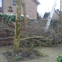 Rooien Liquidambars - Hoveniersbedrijf C.K. van Mourik