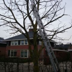 Snoeien van walnoot, Juglans regia - Hoveniersbedrijf C.K. van Mourik