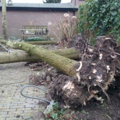 Handmatig rooien van bomen - Hoveniersbedrijf C.K. van Mourik