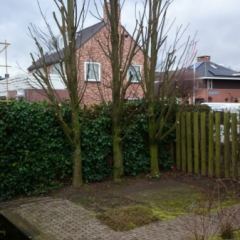 Het snoeien / kandelaberen van Haagbeuk - Hoveniersbedrijf C.K. van Mourik