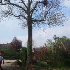 Boom rooien door klimtechniek-Hoveniersbedrijf C.K. van Mourik