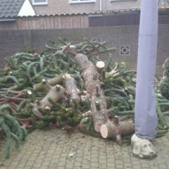 Apeboom (Auracaria auracana) gecontroleerd omgezaagd - Hoveniersbedrijf C.K. van Mourik