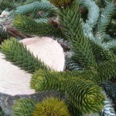 Apeboom (Auracaria auracana)  detail van vruchten, alles is gestekeld aan deze boom- Hoveniersbedrijf C.K. van Mourik