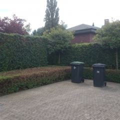 Lonicera nitida hagen knippen - Hoveniersbedrijf C.K. van Mourik