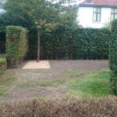 Lonicera nitida hagen knippen en gazon bijzaaien. - Hoveniersbedrijf C.K. van Mourik