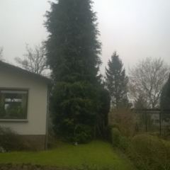 Verwijderen van grote Thuja vlak naast een woning - Hoveniersbedrijf C.K. van Mourik