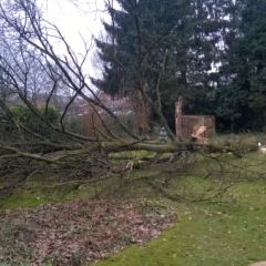 Zieke eik vellen in tuin - Hoveniersbedrijf C.K. van Mourik
