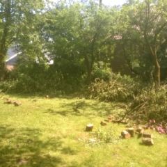 Snoeien van fruitbomen en struiken met achterstallig onderhoud - Hoveniersbedrijf C.K. van Mourik
