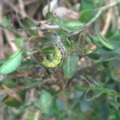Rups van de Buxusmot, deze eten gehele Buxus aanplant in korte tijd geheel kaal. Bestrijding is mogelijk. - Hoveniersbedrijf C.K. van Mourik