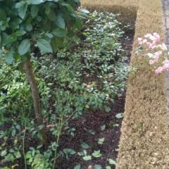 Buxushagen zijn geheel kaal door toedoen van de Buxus rupsen - Hoveniersbedrijf C.K. van Mourik