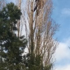 Inkorten van een Italiaanse populier. Met speciale klimtechnieken wordt de boom gecontroleerd gesnoeid. Bij deze techniek zijn geen zware machines nodig zodat de boom altijd bereikbaar is. Gebouwen e.d. die in de nabijheid van de boom staan kunnen bi