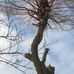 Kandelaberen van een treurwilg. Met speciale klimtechnieken wordt de boom gecontroleerd gesnoeid. Bij deze techniek zijn geen zware machines nodig zodat de boom altijd bereikbaar is. Gebouwen e.d. die in de nabijheid van de boom staan kunnen bij deze