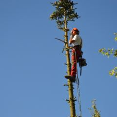 Gecontroleerd omzagen van een grote conifeer 15 meter hoog - Hoveniersbedrijf C.K. van Mourik