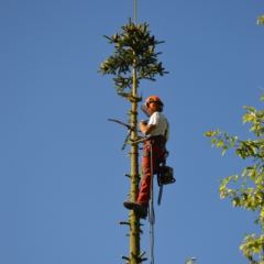 Conifeer verwijderen dmv klimtechniek - Hoveniersbedrijf C.K. van Mourik