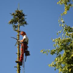 Gecontroleerd kappen van een Abies - Hoveniersbedrijf C.K. van Mourik