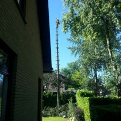 Gecontroleerd kappen van een Abies - Hoveniersbedrijf C.K. van Mourik