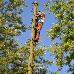 Klimtechniek gebruiken bij het kappen van een conifeer - Hoveniersbedrijf C.K. van Mourik