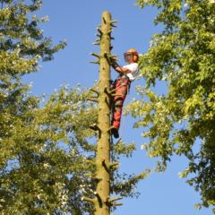 Gecontroleerd kappen van een Abies - Hoveniersbedrijf C.K. van Mourik