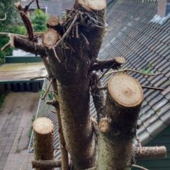 Rooien van grote boom - Hoveniersbedrijf C.K. van Mourik Geldermalsen Tiel Culemborg