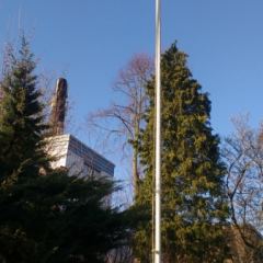 Snoeien en verwijderen bomen en coniferen - Hoveniersbedrijf C.K. van Mourik Geldermalsen