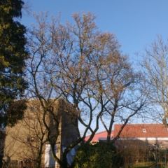 Achterstallig snoeionderhoud van Magnolia - Hoveniersbedrijf C.K. van Mourik Geldermalsen