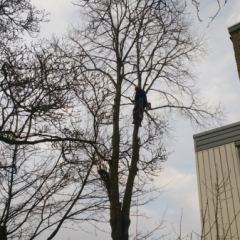 Knotten van een Lindeboom - Hoveniersbedrijf C.K. van Mourik Geldermalsen