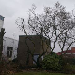 Groot snoeiwerk in Buren - Hoveniersbedrijf C.K. van Mourik Geldermalsen