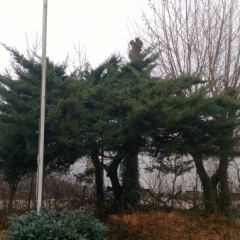 Groot onderhoud snoeien tuin. - Hoveniersbedrijf C.K. van Mourik Geldermalsen