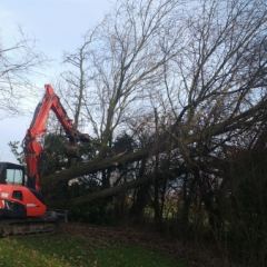 Grote boom verwijderen met midi-graver en sorteergrijper - Hoveniersbedrijf C.K. van Mourik Geldermalsen