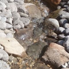 Hoogteverschil in de waterval-Hoveniersbedrijf C.K. van Mourik