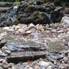 DSC_0224.JPG