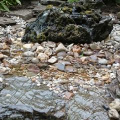 DSC_0230.JPG